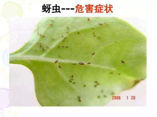 番茄病蟲(chóng)害解決方案